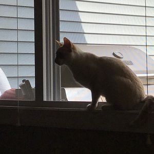 Meet your Posher, Cori